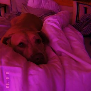 Meet your Posher, Laci